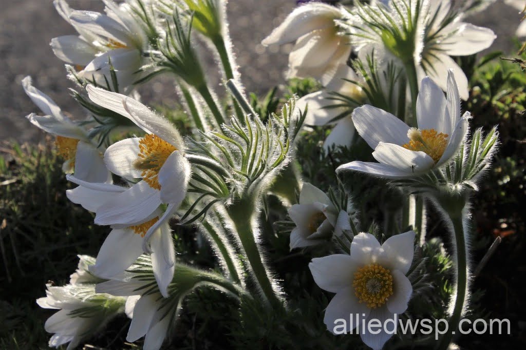 Mound System Lawn Care with native plants